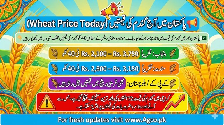 Wheat Rates in Pakistan Today